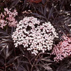 Sureau noir 'Black Lace' / Sambucus nigra Black Lace